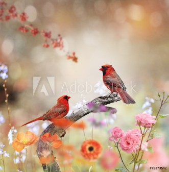 Picture of Northern Cardinals